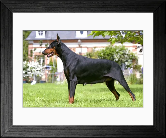 Framed Print : Doberman. LA-3025. Doberman. Jean Michel Labat Framed Print : Doberman. LA-3025. Doberman. Jean Michel Labat