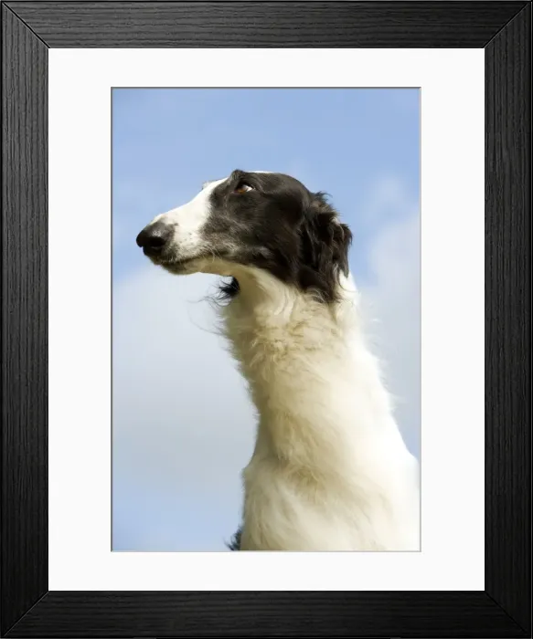 Framed Print : Borzoi / Russian Wolfhound - close-up of head Framed Print : Borzoi / Russian Wolfhound - close-up of head