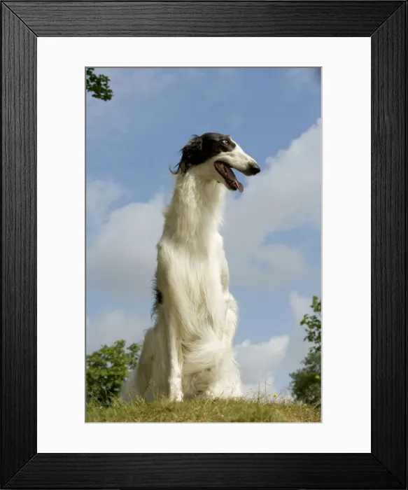 Framed Print : Borzoi / Russian Wolfhound - close-up of head Framed Print : Borzoi / Russian Wolfhound - close-up of head