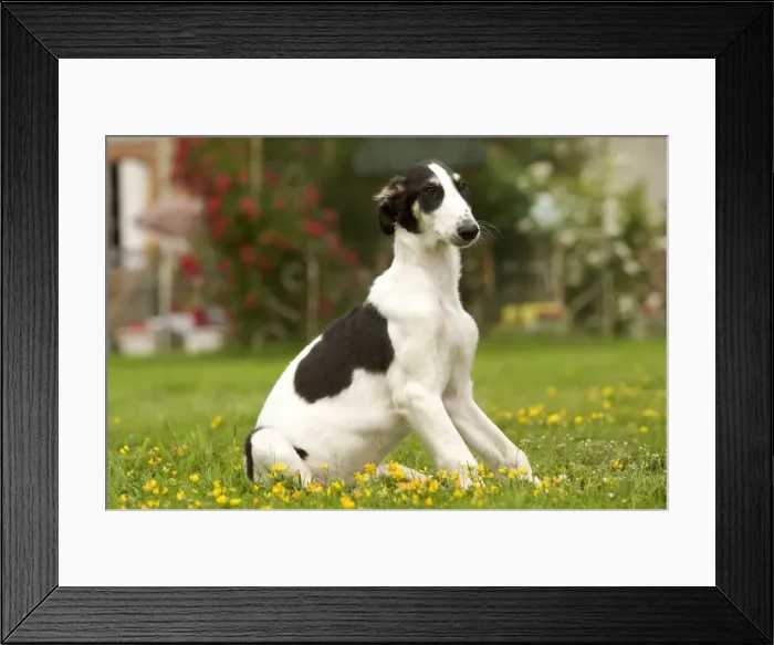 Framed Print : Borzoi / Russian Wolfhound - puppy Framed Print : Borzoi / Russian Wolfhound - puppy