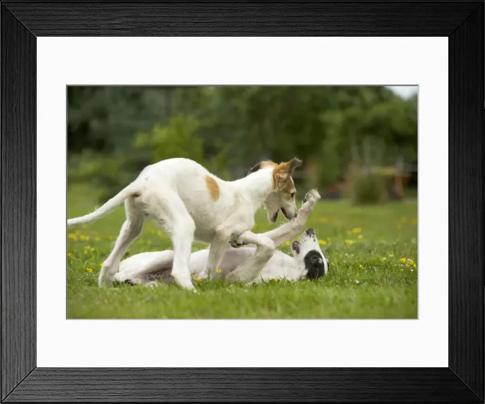 Framed Print : Borzoi / Russian Wolfhound - puppies playing Framed Print : Borzoi / Russian Wolfhound - puppies playing