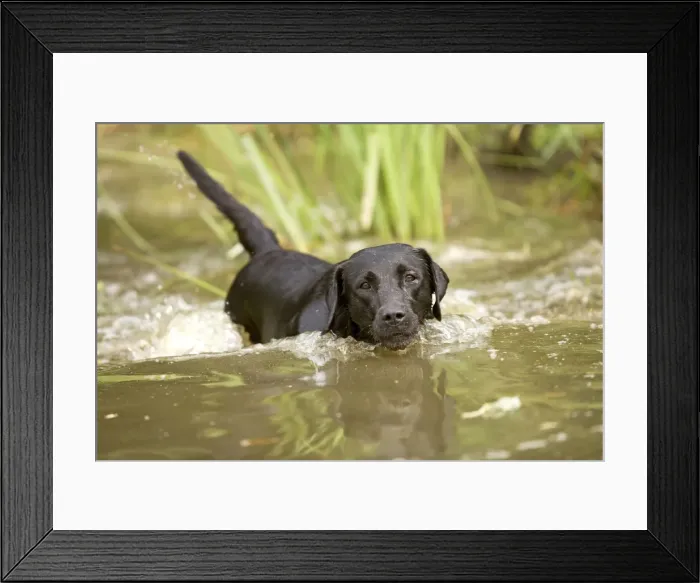 Framed Print : Black Labrador - swimming Framed Print : Black Labrador - swimming