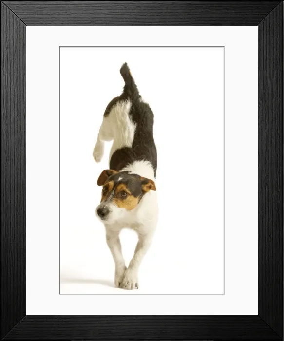 Framed Print : Jack Russell Terrier - standing on front paws Framed Print : Jack Russell Terrier - standing on front paws