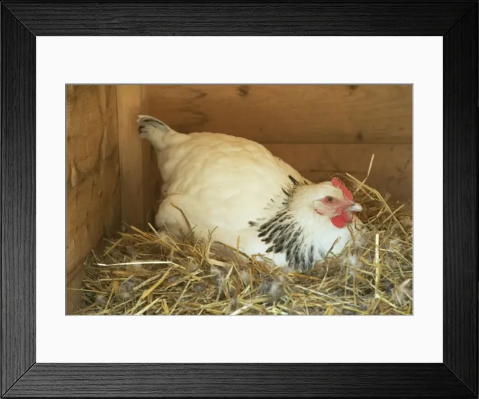 Framed Print : Chicken - sitting on nest Framed Print : Chicken - sitting on nest