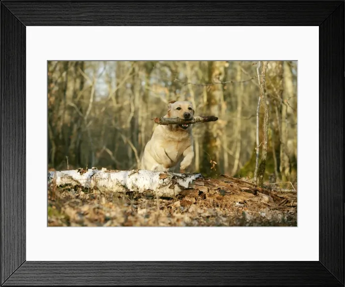 Framed Print : Labrador - jumping over fallen log with stick in mouth Framed Print : Labrador - jumping over fallen log with stick in mouth