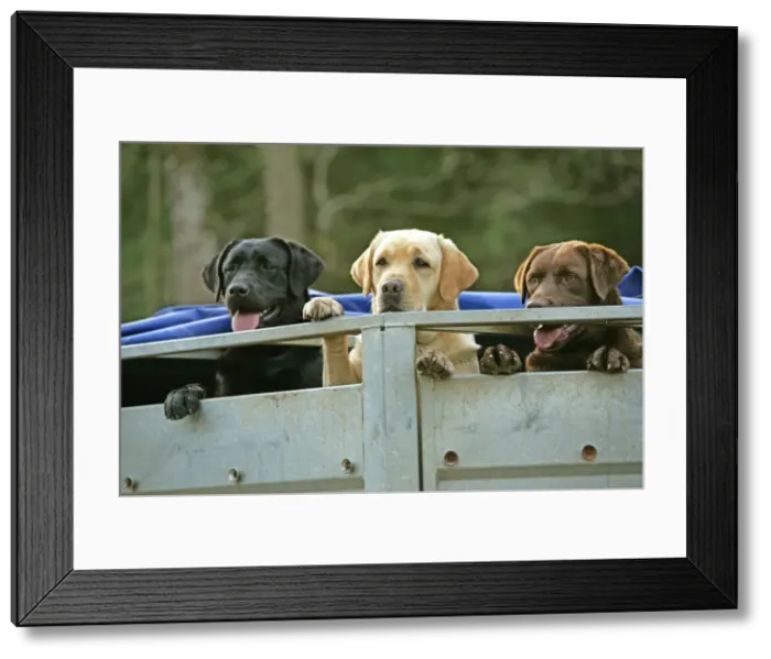 Framed Print : Yellow, Black and Chocolate Labradors - looking out of back of truck Framed Print : Yellow, Black and Chocolate Labradors - looking out of back of truck