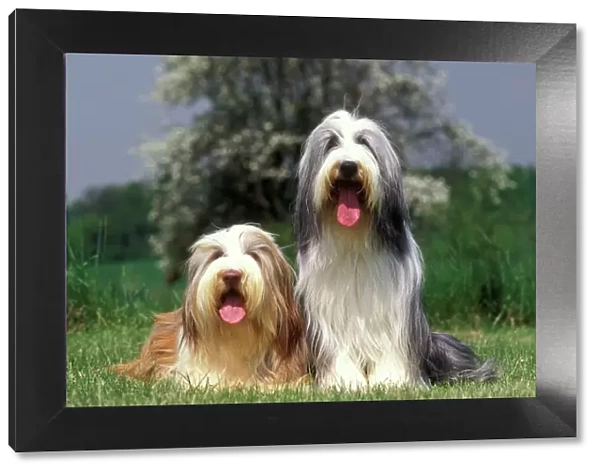 Bearded collie - two