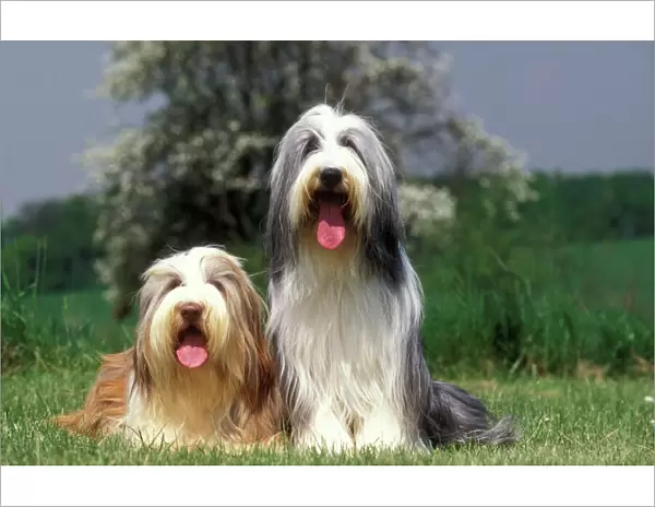 Bearded collie - two