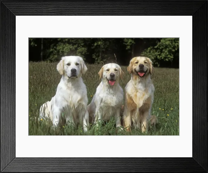 Framed Print : Golden Retrievers - three Framed Print : Golden Retrievers - three
