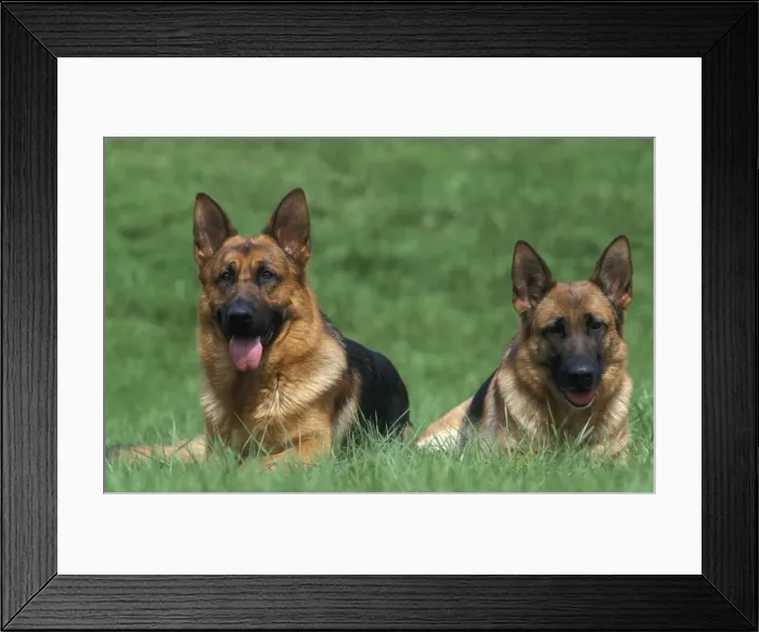 Framed Print : German Shepherd / Alsatian Framed Print : German Shepherd / Alsatian