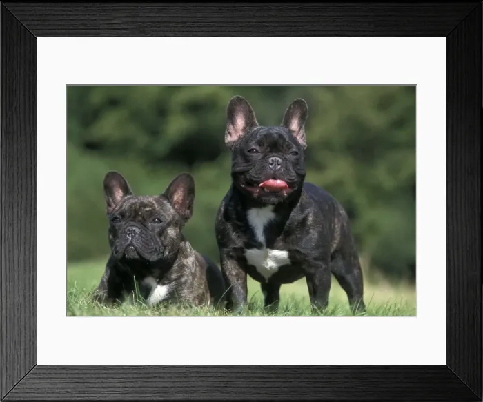 Framed Print : French Bulldog Framed Print : French Bulldog