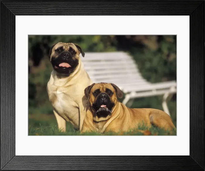 Framed Print : Bullmastiff - two Framed Print : Bullmastiff - two
