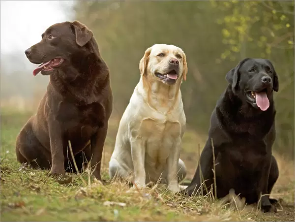 Yellow, Black and Chocolate Labradors - sitting