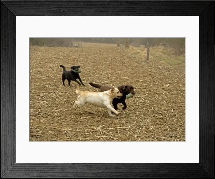 Framed Print : Chocolate, Black and Yellow Labradors - running, carrying dummies (gundog training equipment) Framed Print : Chocolate, Black and Yellow Labradors - running, carrying dummies (gundog training equipment)