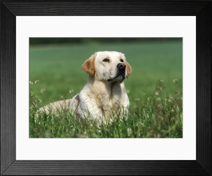 Framed Print : Yellow Labradors Framed Print : Yellow Labradors