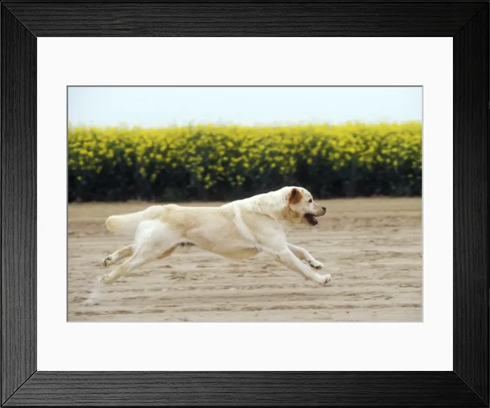 Framed Print : Labrador - running through field Framed Print : Labrador - running through field