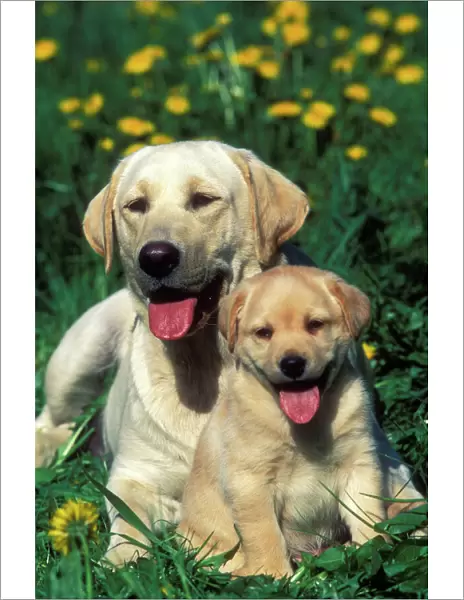 Labrador - adult and puppy