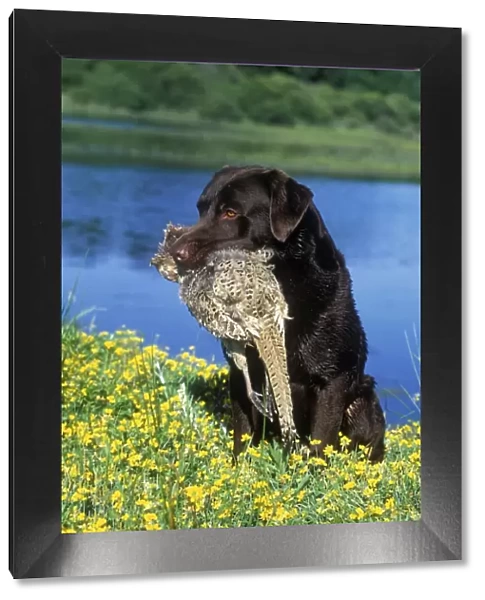 Chocolate Labrador - with gamebird in mouth