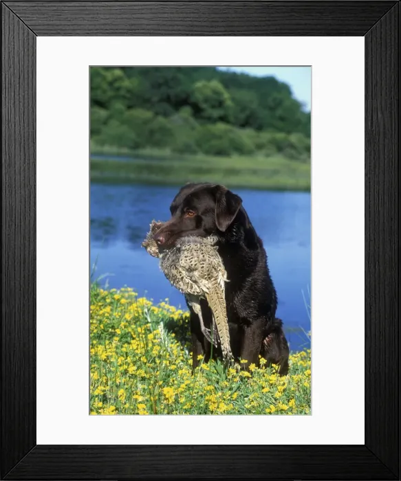 Framed Print : Chocolate Labrador - with gamebird in mouth Framed Print : Chocolate Labrador - with gamebird in mouth