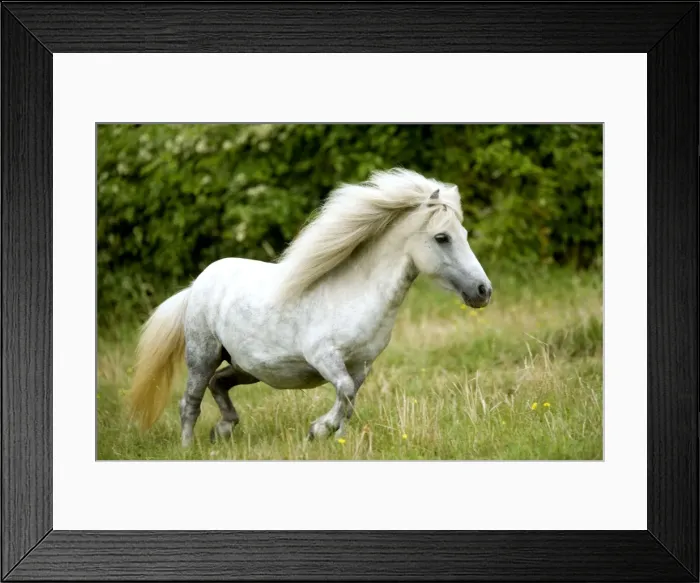 Framed Print : Pony - grey Framed Print : Pony - grey