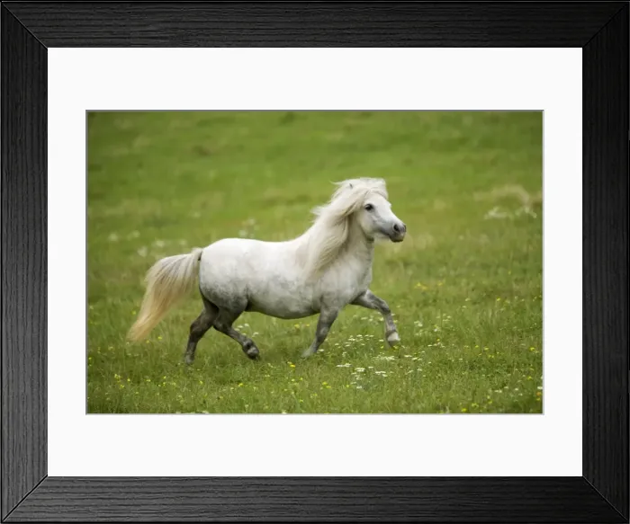 Framed Print : Pony - grey, trotting Framed Print : Pony - grey, trotting