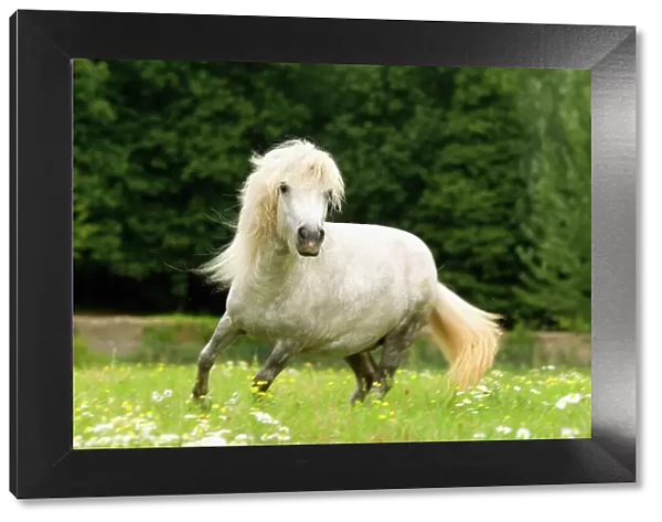 Pony - grey, cantering in field