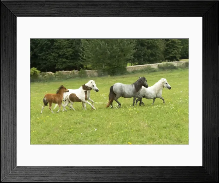 Framed Print : Miniature American Horses - adults and foals in field Framed Print : Miniature American Horses - adults and foals in field