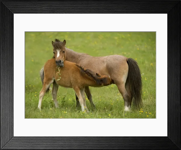 Framed Print : Miniature American Horses - female with foal suckling Framed Print : Miniature American Horses - female with foal suckling