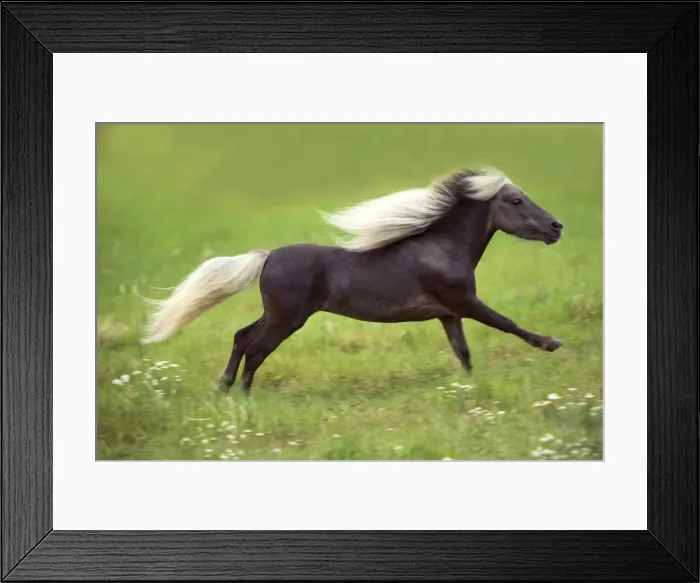 Framed Print : Miniature American Horse - cantering Framed Print : Miniature American Horse - cantering