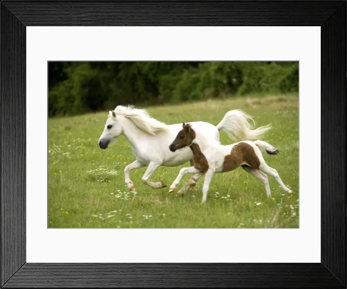 Framed Print : Miniature American Horse - adult and foal cantering Framed Print : Miniature American Horse - adult and foal cantering
