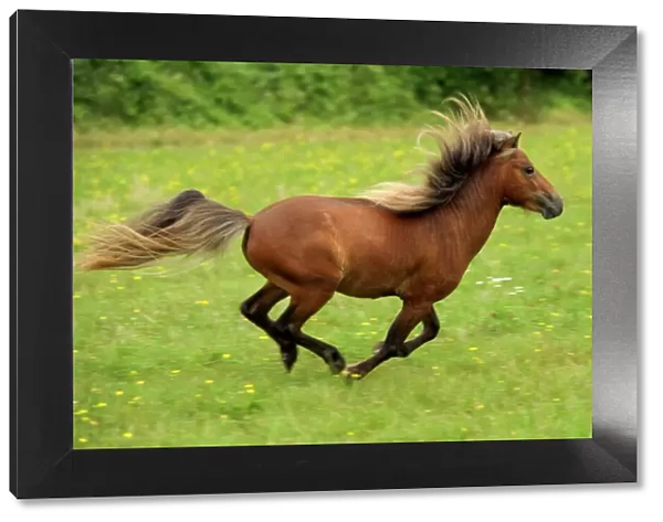 Miniature American Horse - adult cantering
