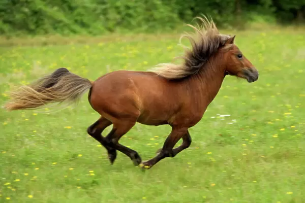 Miniature American Horse - adult cantering