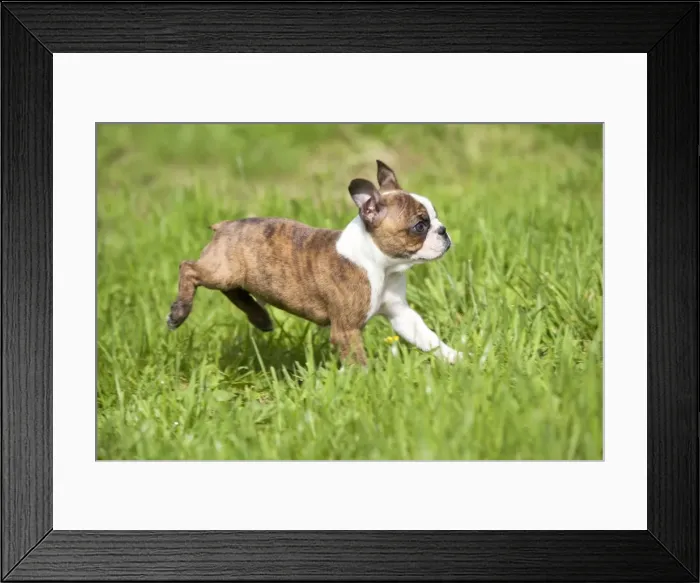 Framed Print : Dog - Boston Terrier running