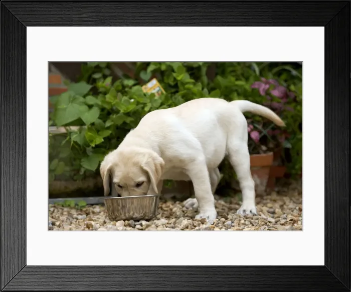 Framed Print : Dog - Labrador puppy eating from bowl Framed Print : Dog - Labrador puppy eating from bowl