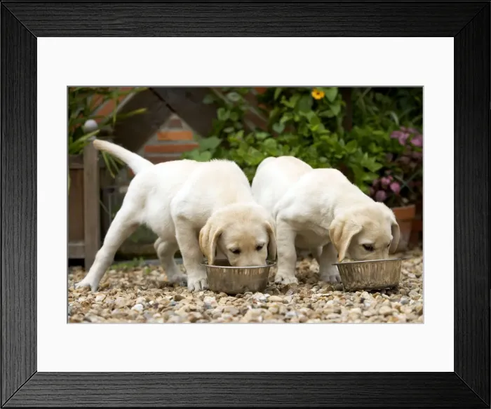 Framed Print : Dog - Labrador puppies eating from bowls Framed Print : Dog - Labrador puppies eating from bowls