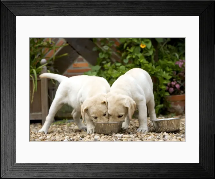 Framed Print : Dog - Labrador puppies eating from one bowl Framed Print : Dog - Labrador puppies eating from one bowl