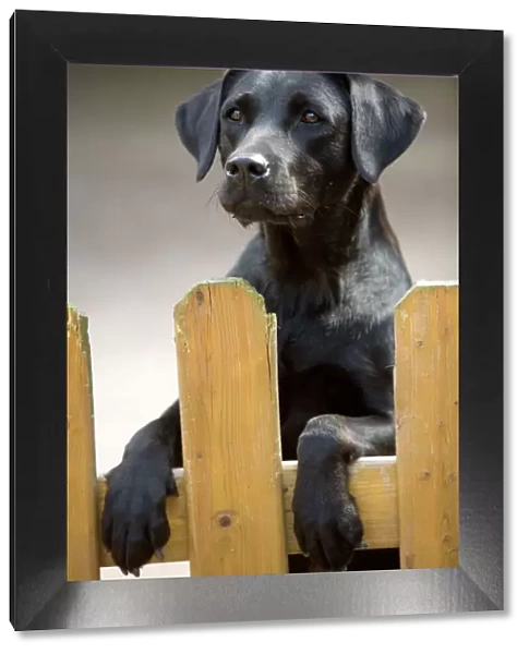 Black Labrador - on hind legs looking over fence