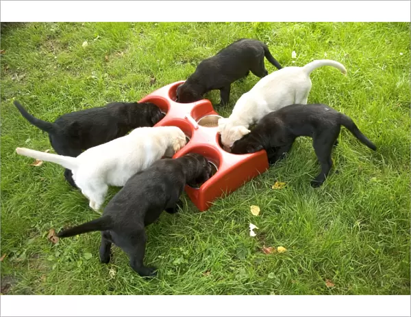 Labrador - yellow and black puppies eating from bowls