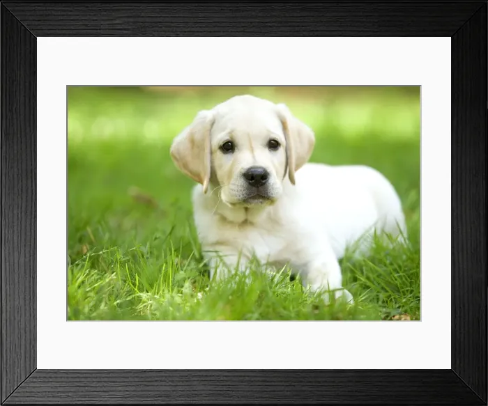 Framed Print : Labrador - puppy lying in grass Framed Print : Labrador - puppy lying in grass