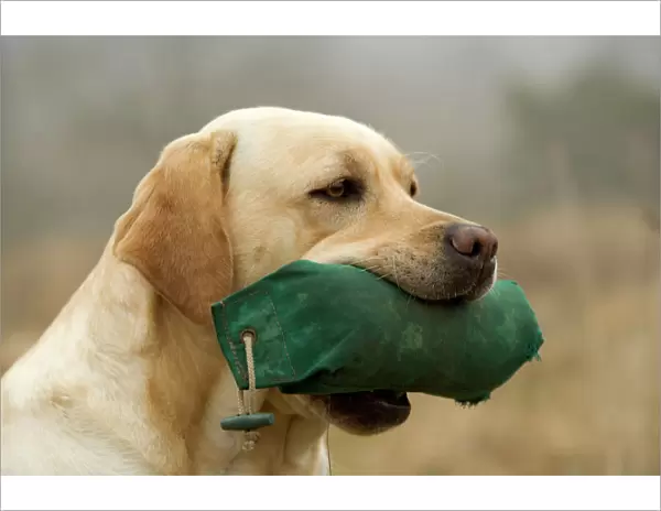 Labrador - with dummy in mouth