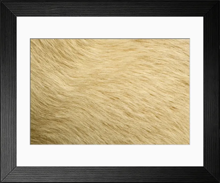 Framed Print : Labrador - close-up of coat Framed Print : Labrador - close-up of coat