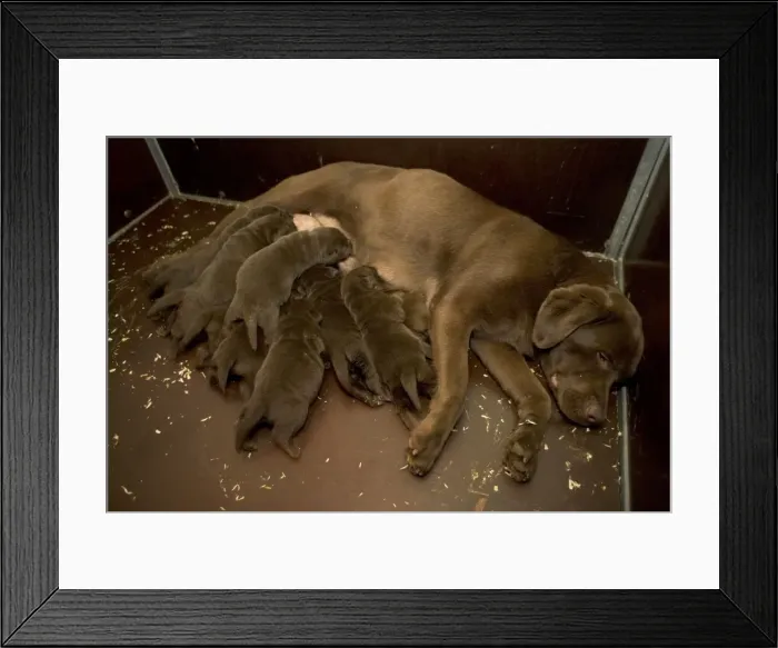 Framed Print : Chocolate Labrador - female with puppies suckling Framed Print : Chocolate Labrador - female with puppies suckling