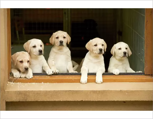 Labrador - puppies looking out of window