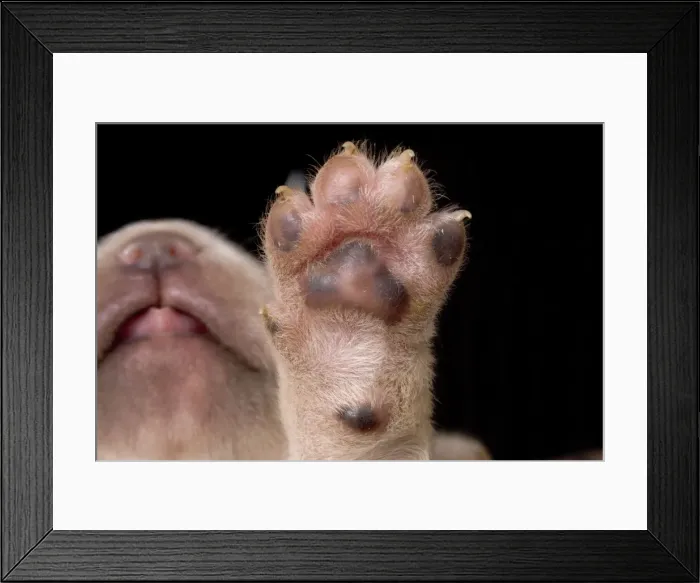 Framed Print : Labrador - underside of puppies paw Framed Print : Labrador - underside of puppies paw