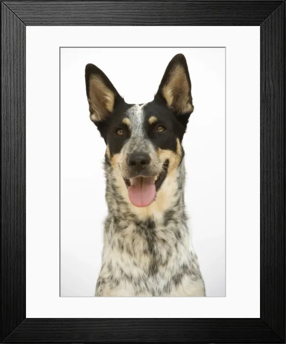Framed Print : Mongrel Dog Framed Print : Mongrel Dog