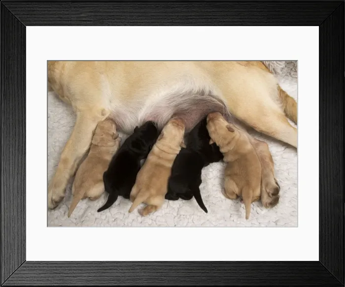 Framed Print : Yellow Labrador - mother suckling yellow and black puppies Framed Print : Yellow Labrador - mother suckling yellow and black puppies