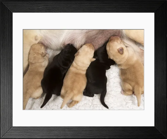 Framed Print : Yellow Labrador - mother suckling yellow and black puppies Framed Print : Yellow Labrador - mother suckling yellow and black puppies