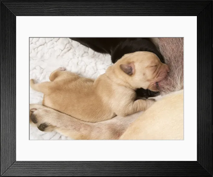 Framed Print : Labrador - newborn puppy suckling