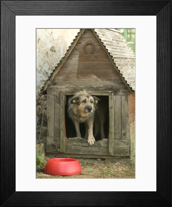 Framed Print : Dog - Mongrel in dog house / kennel Framed Print : Dog - Mongrel in dog house / kennel