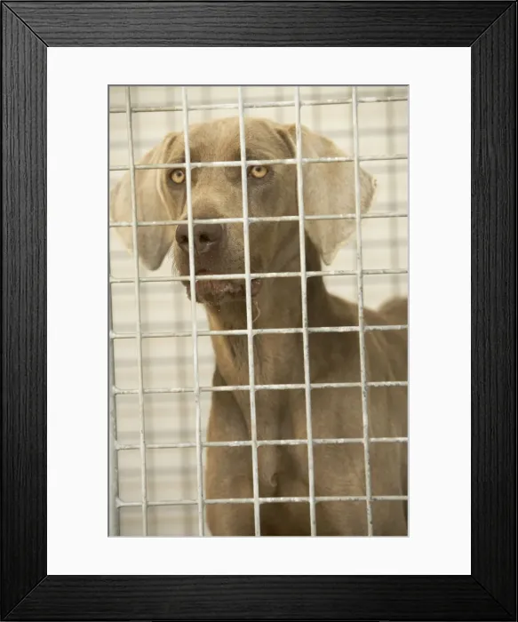 Framed Print : Dog - Mongrel looking through cage bars Framed Print : Dog - Mongrel looking through cage bars